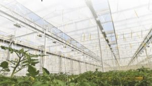 Innovación tecnológica en invernaderos pasivos