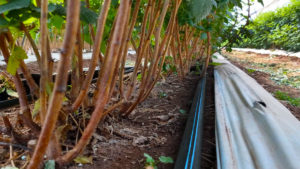 ¿Por qué elegir el riego por goteo sobre otras técnicas de irrigación?