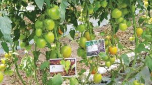 Conoce CopperKelp de Algas Pacific