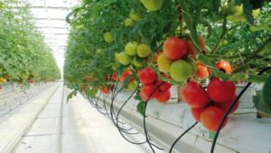 Ingeniería bioclimática, necesaria ante el panorama actual