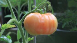 Trabajan para disminuir el uso de pesticidas en cultivos de tomate