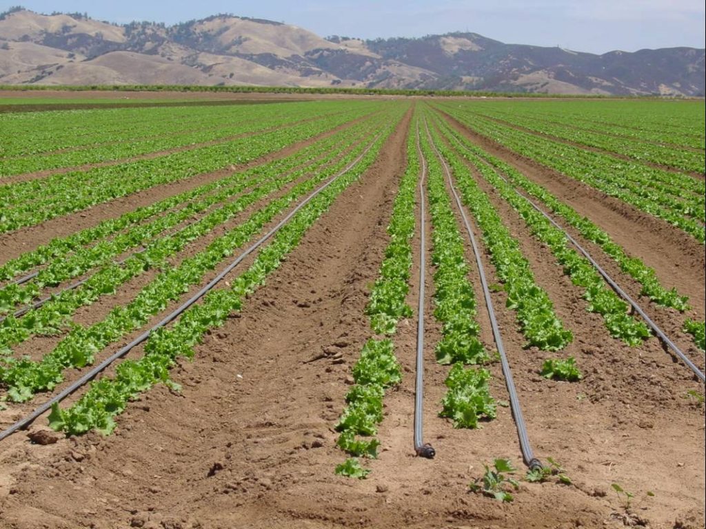 Todo lo que no sabías sobre el estrés hídrico de las plantas y cómo combatirlo