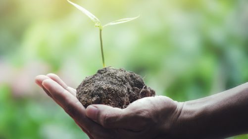 Biofertilizante combina desechos de cultivos de tomate y energía solar