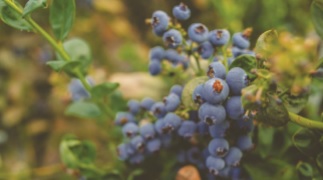 El futuro de las berries en México