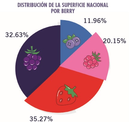 ¿Cuál es el futuro de la industria de berries?