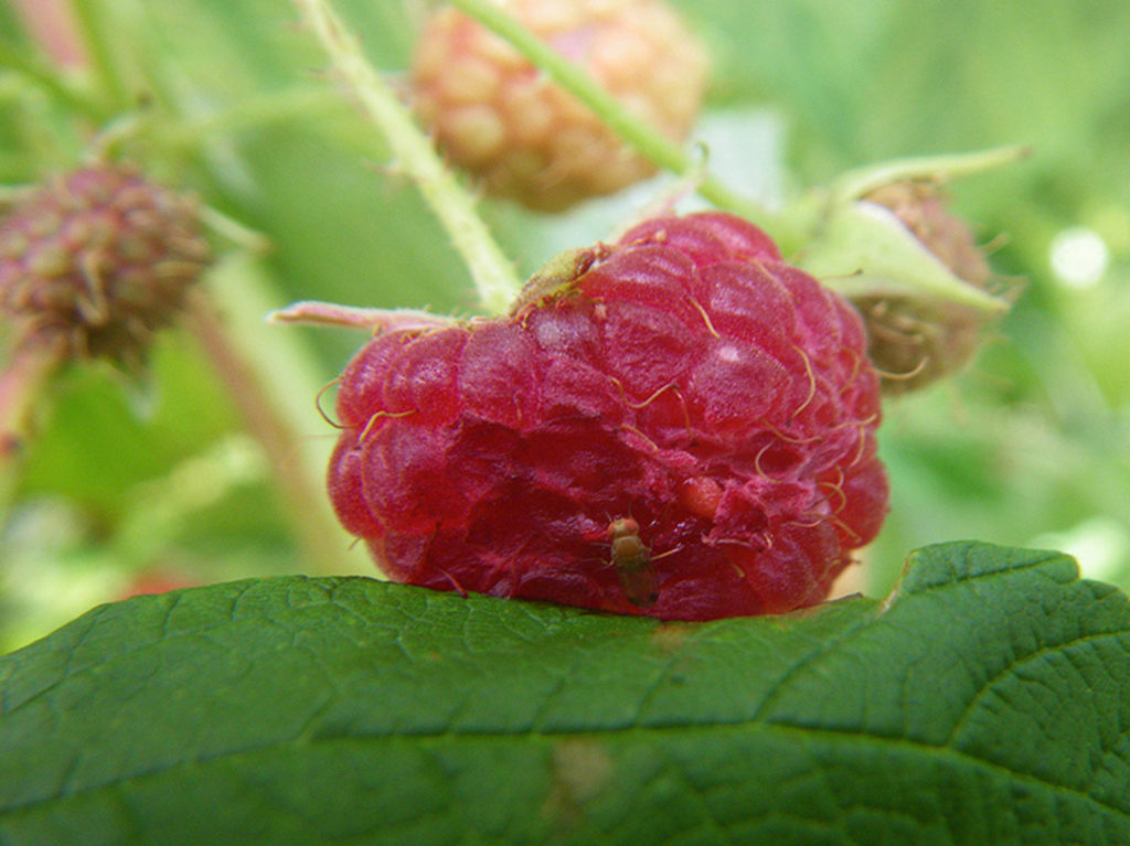 Cómo manejar la Drosophila Suzukii en berries orgánicas