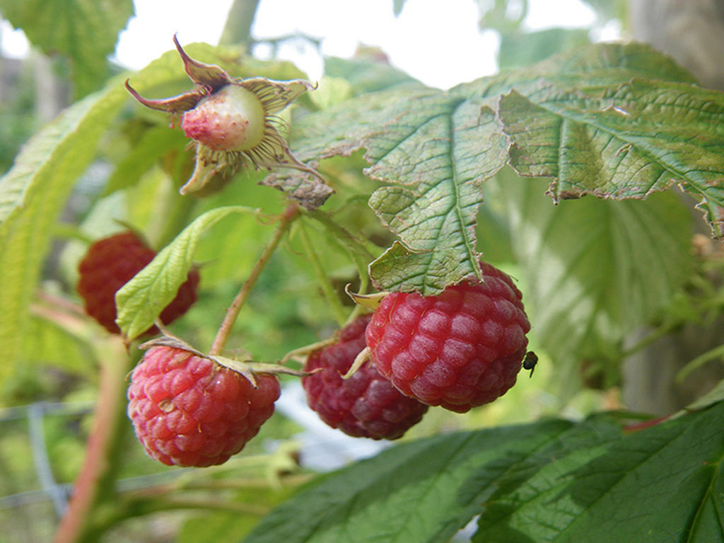 Cómo manejar la Drosophila Suzukii en berries orgánicas