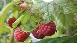 Cómo manejar la Drosophila Suzukii en berries orgánicas
