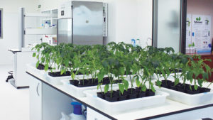 LIDA: bioestimulantes multifuncionales