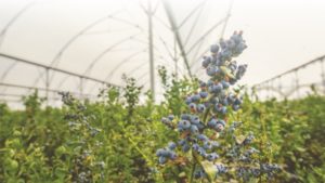 El futuro de las berries en México
