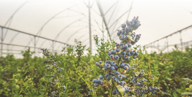 El futuro de las berries en México