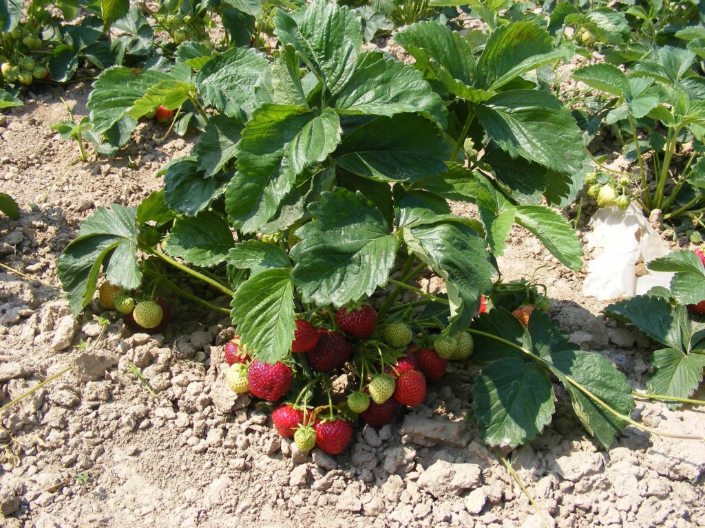 Cómo manejar las enfermedades transmitidas por el suelo en las berries