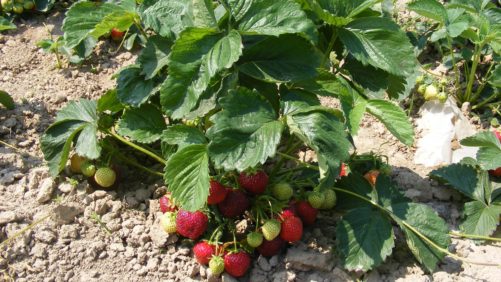 Cómo manejar las enfermedades transmitidas por el suelo en las berries