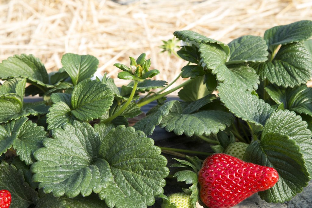 Cómo manejar las enfermedades transmitidas por el suelo en las berries