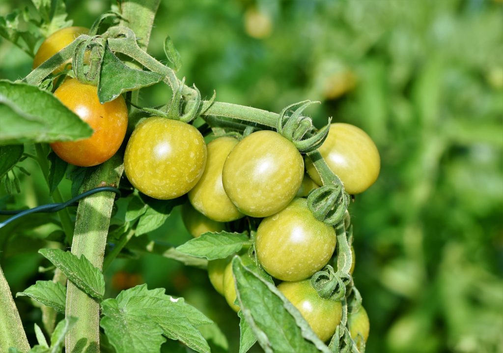 Tomate: ¿cómo sobrevivir al arancel del 17.56%?