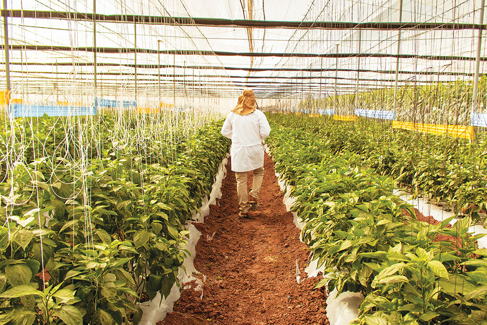 La importancia de los sistemas de agricultura protegida