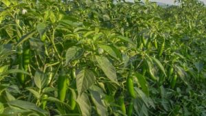 Desarrollan híbrido de chile serrano que reduce tiempo de cosecha