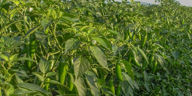 Desarrollan híbrido de chile serrano que reduce tiempo de cosecha