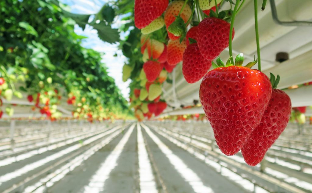 El estado de la agricultura protegida en México: misma historia, diferente industria