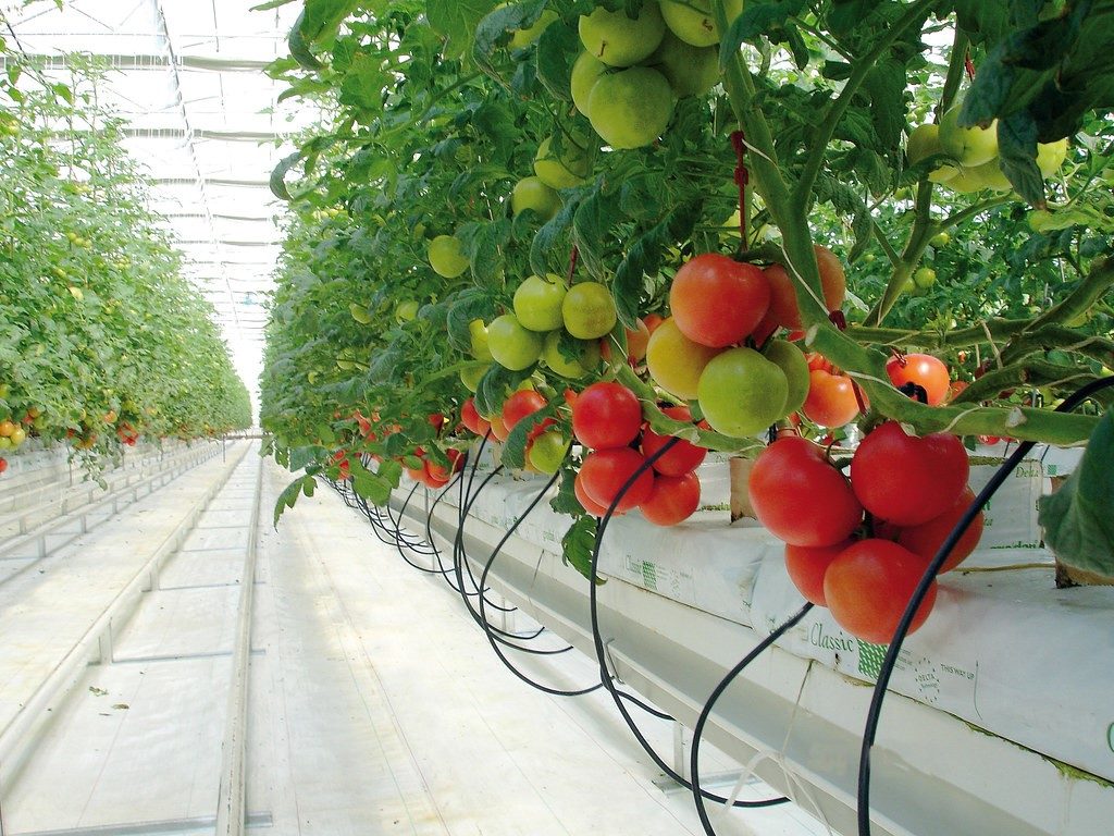 La situación económica de México en el sector agropecuario