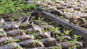 Manejo de la humedad durante la propagación del corte vegetal