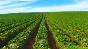 Conoce las ventajas de utilizar goteros espaciados a menor distancia