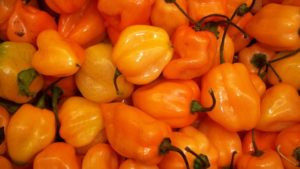 Desarrollan chile habanero resistente a parásitos