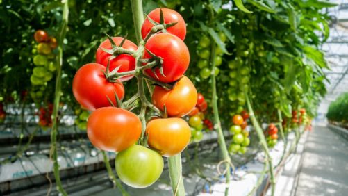 Agricultura intensiva: tan sostenible como los sistemas tradicionales