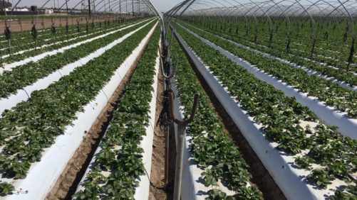 ¿Cómo utilizar microaspersores para la correcta aplicación de fertilizantes?