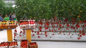 Consolida Ahern su vanguardia en soluciones para el agricultor