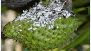 Centro Nacional de Referencia de Control Biológico, un modelo a nivel internacional